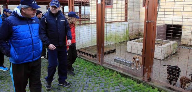 1 yılda binlerce sokak köpeği sahiplendirildi