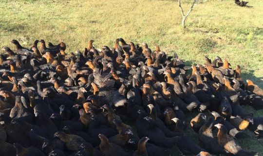 Çiftçilere, 9 bin gezen tavuk desteği