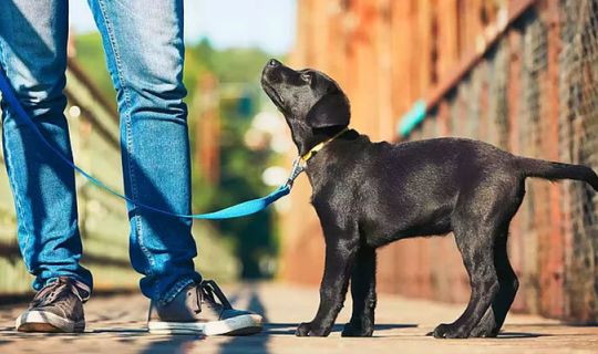 Köpekler koronavirüsü koklayarak teşhis edecek