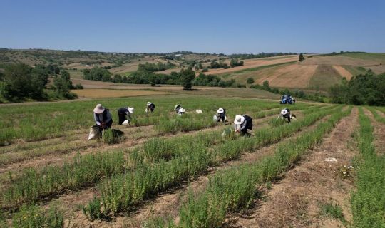 Kocaeli’de, Tıbbi ve Aromatik Bitki Hasadı, başladı