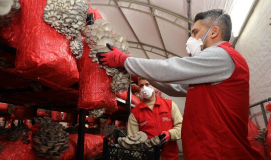 İzmit Belediyesi, Ücretsiz İstiridye Mantarı Dağıtıyor