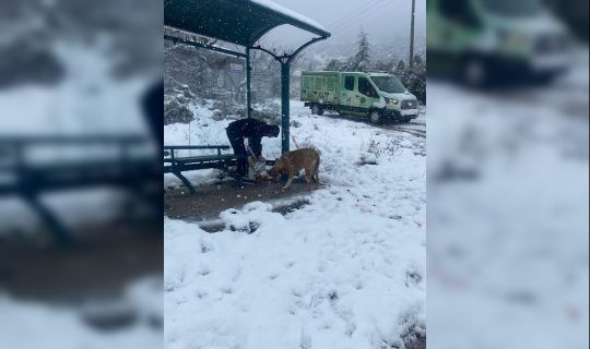 KÖRFEZ BELEDİYESİ, SOKAK HAYVANLARININ AÇ KALMALARINI ÖNLEDİ