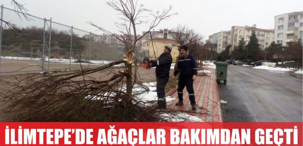  İlimtepe’de ağaçlar kışa hazırlandı