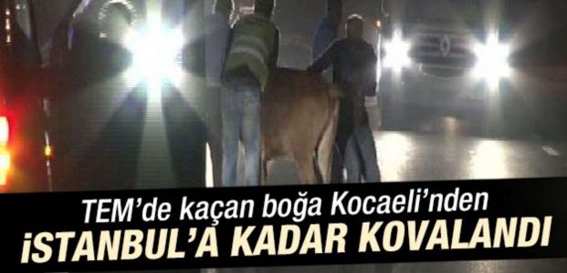  Kaçan boğa Kocaeli'nden İstanbul'a kadar kovalandı