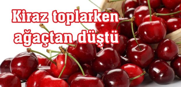  Kiraz toplarken ağaçtan düştü