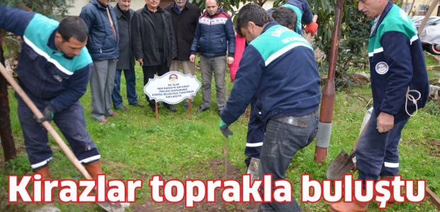 Kirazlar Toprakla Buluştu