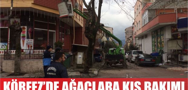  Körfez’de ağaçlara kış bakımı