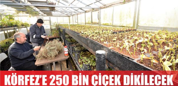 Körfez’e 250 bin çiçek dikilecek