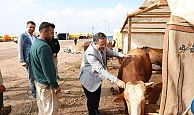 Başkan Gökçe, Kurban Pazarında, vatandaşlara hayırlı işler diledi