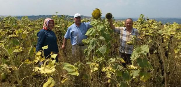 Yüzde 50 hibeli yem bitkileri çiftçileri memnun etti